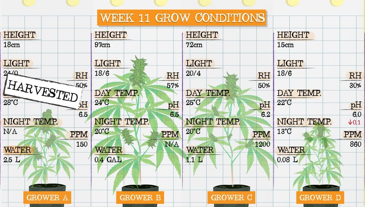 Forbidden Runtz Auto Cannabis Strain Week-by-Week Guide: Week 11 grow conditions