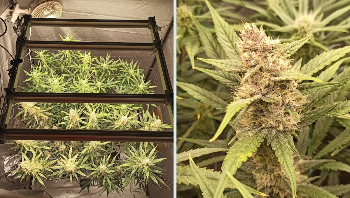 Tropicana Cookies Auto cannabis strain: mid flower (bulk phase) | weeks 8-9 | a maturing autoflower in an indoor setup