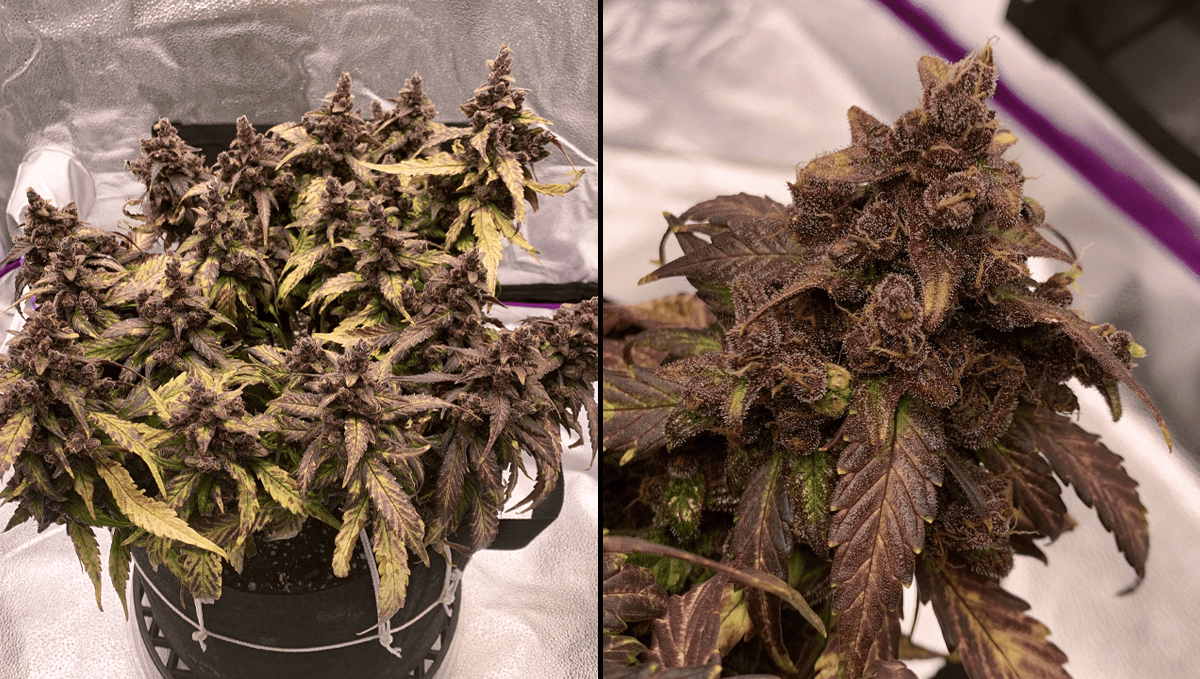 Best auto strains for sleep: blackberry auto Best auto strains for sleep: blackberry auto