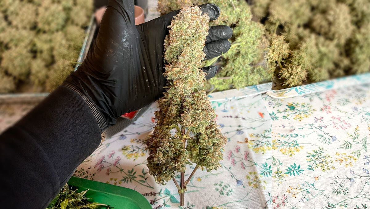 204.jpg Cherry Cola Auto RF3