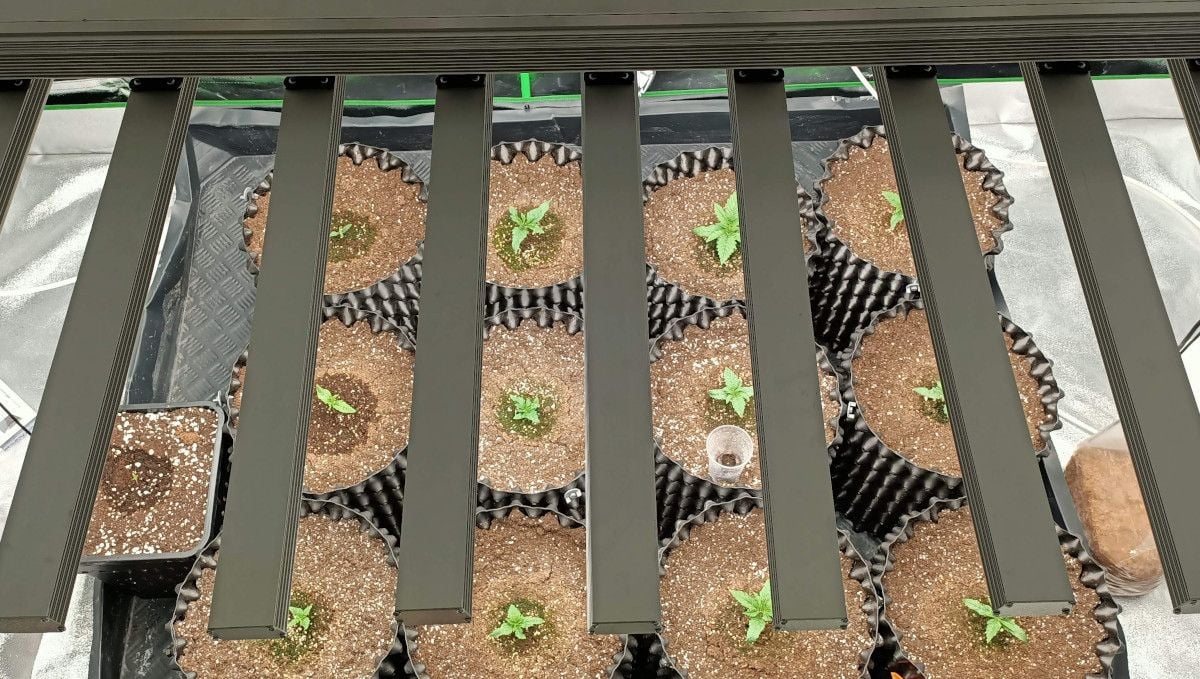 Gorilla Cookies FF cannabis strain: early veg | small plants in airpots basking under a LED light