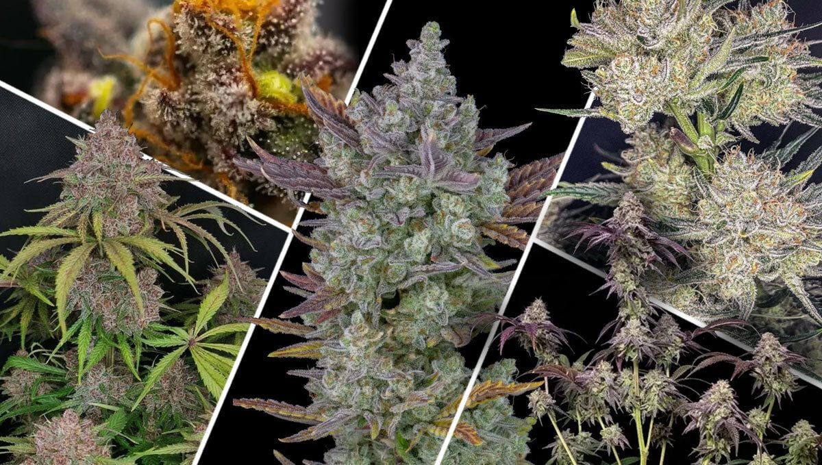 What Makes an Award-Winning Strain Great?