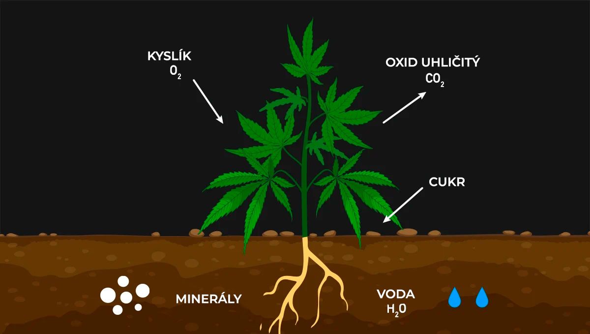 Zvýšení výnosů konopí pomocí CO2: dýchání ve tmě Zvýšení výnosů konopí pomocí CO2: dýchání ve tmě