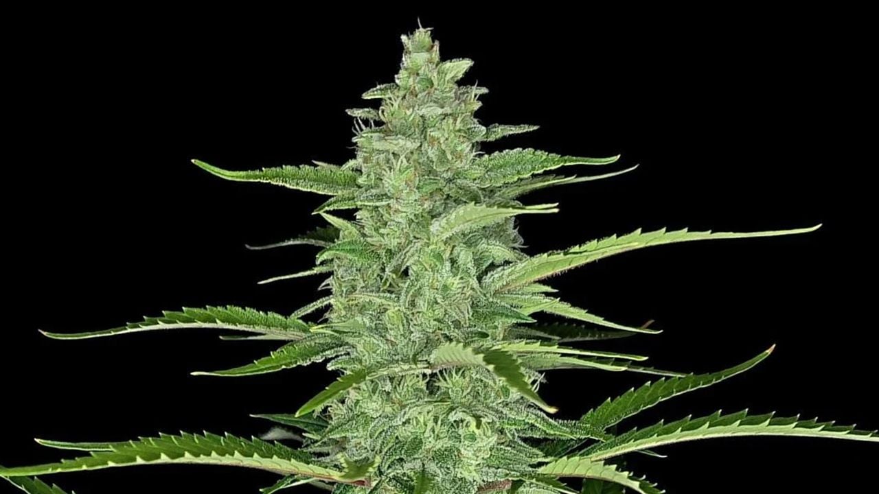 The top 5 best sativa autoflower strains: Papaya Cookies Auto The top 5 best sativa autoflower strains: Papaya Cookies Auto