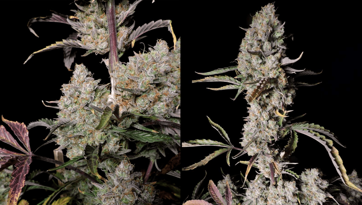 Top 5 highest THC autoflowering strains: girl scout cookies autoTop 5 highest THC autoflowering strains: gorilla z autoTop 5 highest THC autoflowering strains: girl scout cookies autoTop 5 highest THC autoflowering strains: gorilla z auto