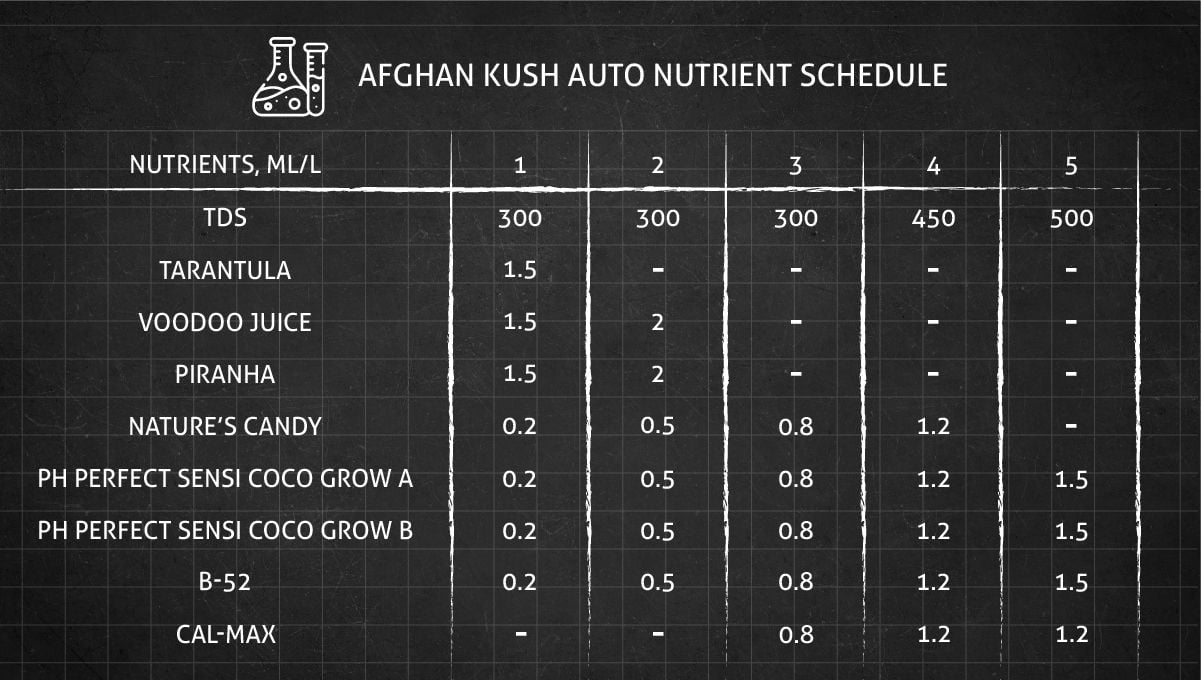 Afghan Kush Auto cannabis strain: feeding schedule for the vegetative phase