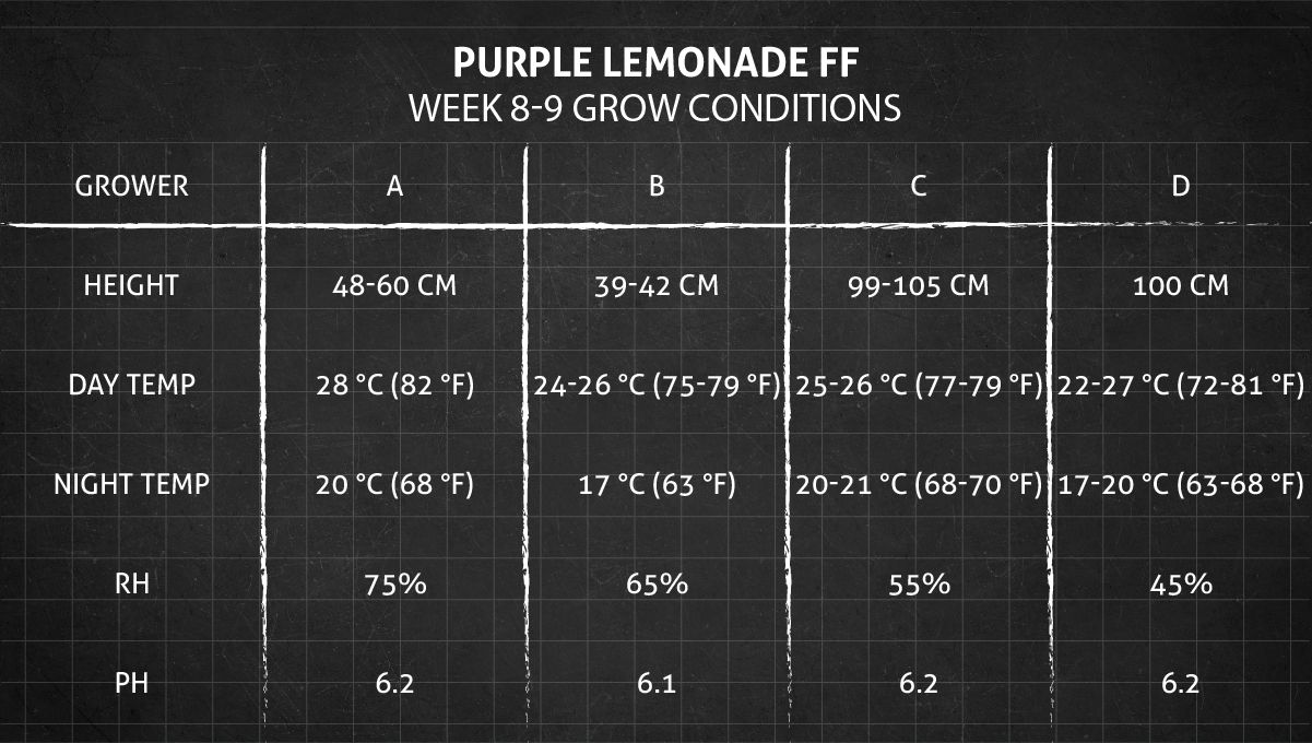 Purple Lemonade FF cannabis strain: weeks 8-9 grow conditions