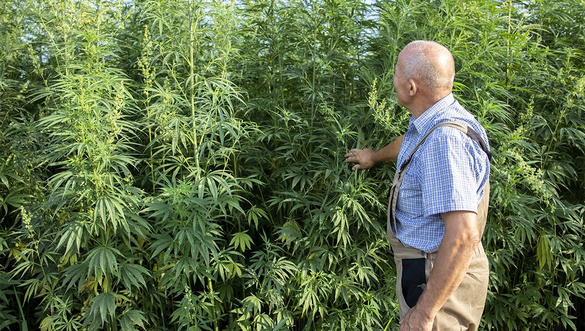 South Carolina: Cannabis Legal Status Guide: An aged farmer inspecting his hemp crop South Carolina: Cannabis Legal Status Guide: An aged farmer inspecting his hemp crop
