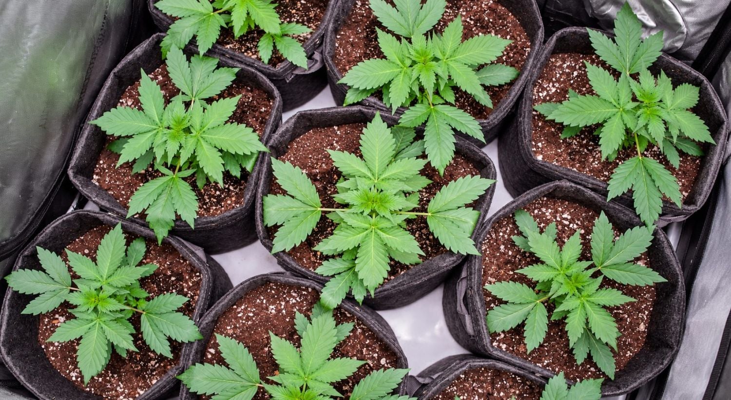 How to Successfully Repot a Cannabis Plant