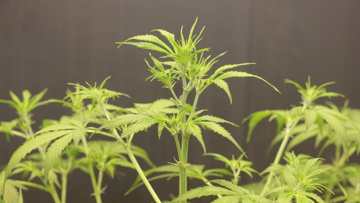 Tangerine Dream Auto Cannabis Strain WeekbyWeek Guide Fast Buds