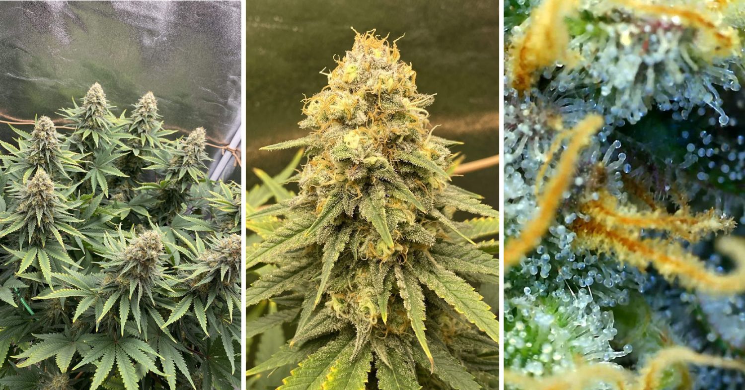 Power plant cannabis week-by-week guide: flowering stage week 9 and 10