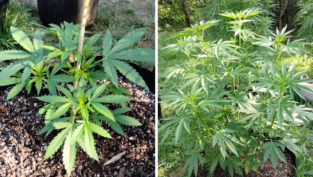 GG4 Sherbet FF cannabis strain: mid veg | weeks 3-6 | explosive vegetative growth of an outdoor plant