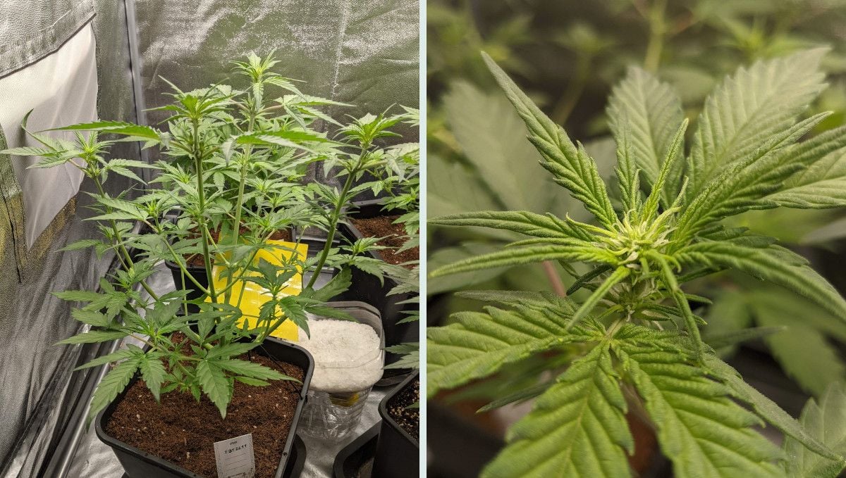 Tropicana Cookies Auto cannabis strain: transition (pre-flower) | week 5 | a medium-sized indoor plant at the cusp of budding