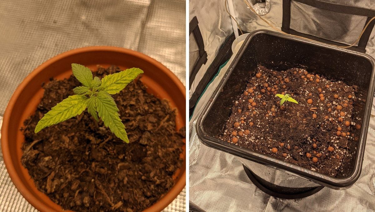 Critical Kush Auto cannabis strain: early veg | week 2 | an unhealthy-looking seedling in a small pot and the same seedling transplanted into a bigger final pot