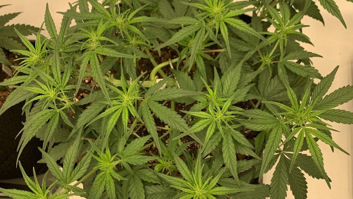 Banana Purple Punch Auto cannabis strain: transition (pre-flower) | week 5 | wide and flat inddor weed plant starting to flower