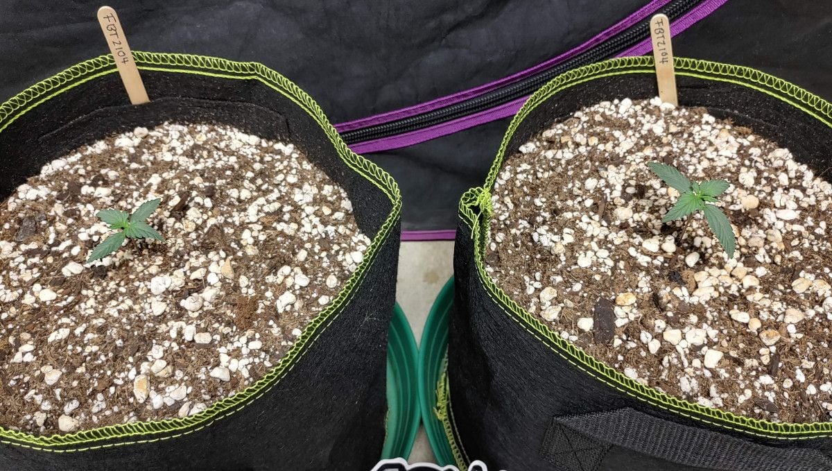 Forbidden Runtz Auto Cannabis Strain Week-by-Week Guide: Two 1 week old weed seedlings planted straight into fabric pots