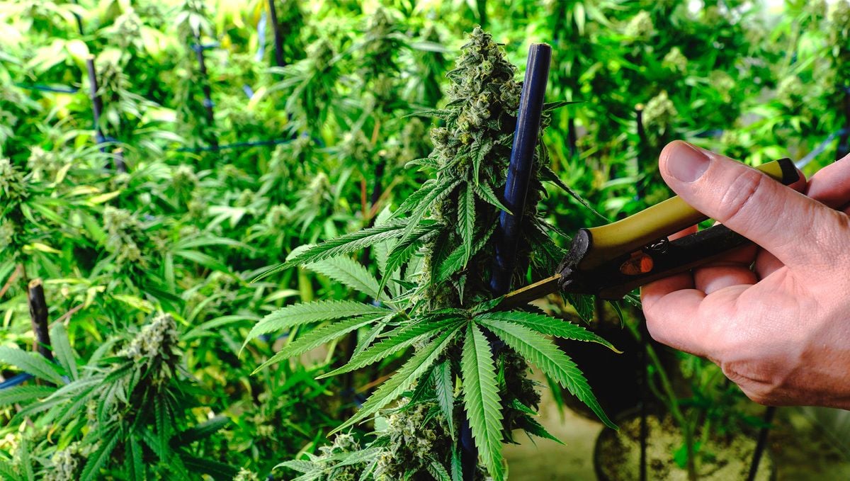 Trimming Guide: How To Trim Your Cannabis Flowers