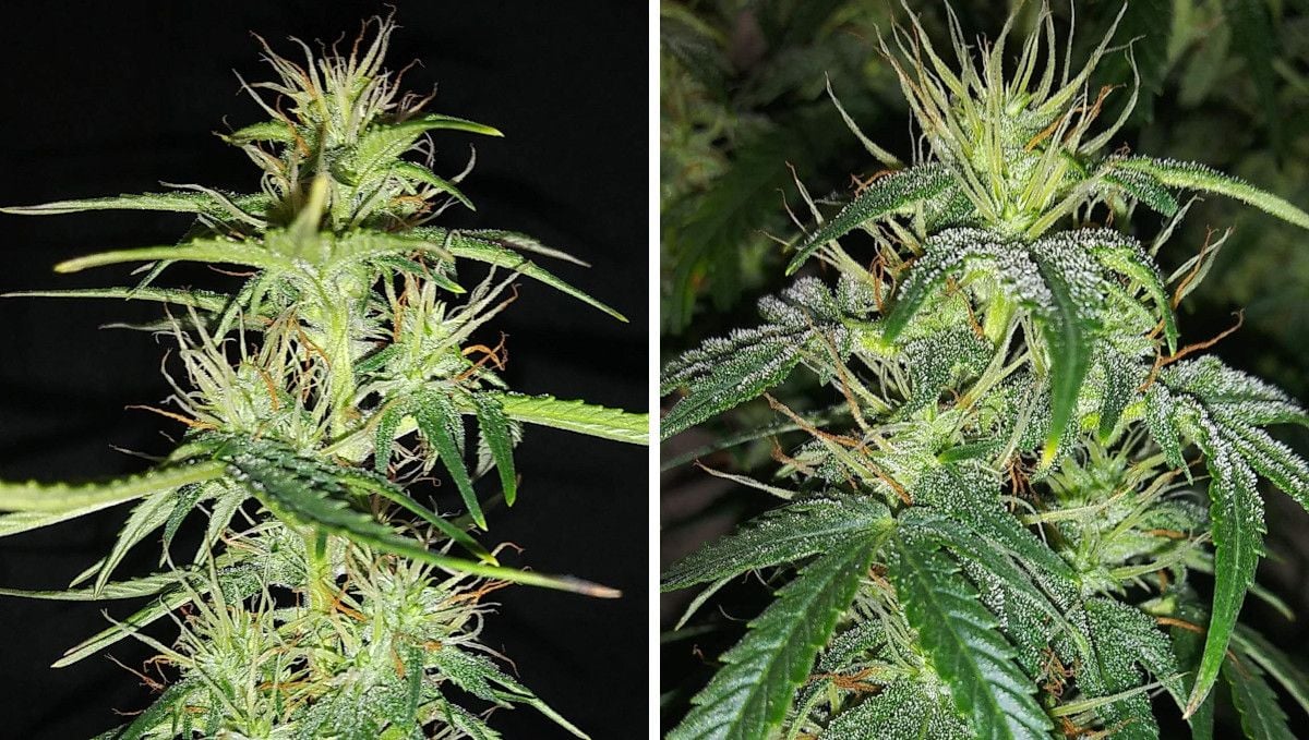 Critical Auto Cannabis Strain Week-by-Week Guide: A general view and a closeup of a foxtailing cola covered in crystals