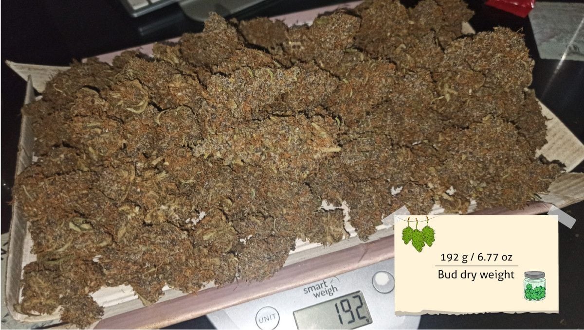 Skywalker OG Auto Cannabis Strain WeekbyWeek Guide Fast Buds