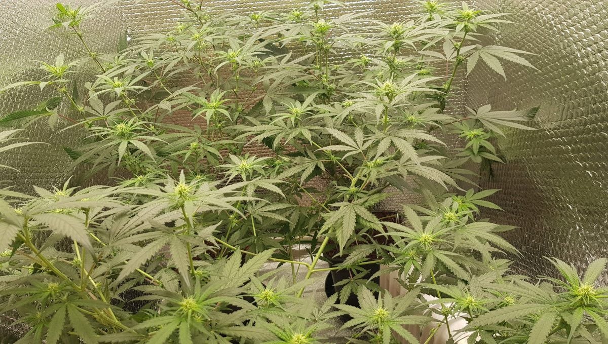 Wedding Cheesecake FF cannabis strain: early flower | weeks 8-9 | a tall, bushy marijuana plant just starting to form the first buds Wedding Cheesecake FF cannabis strain: early flower | weeks 8-9 | a tall, bushy marijuana plant just starting to form the first buds