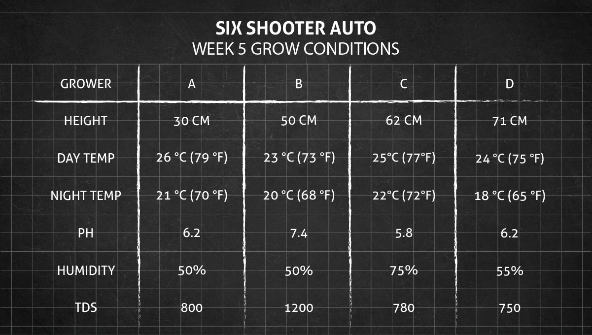 Six Shooter Auto cannabis strain: week 5 grow conditions