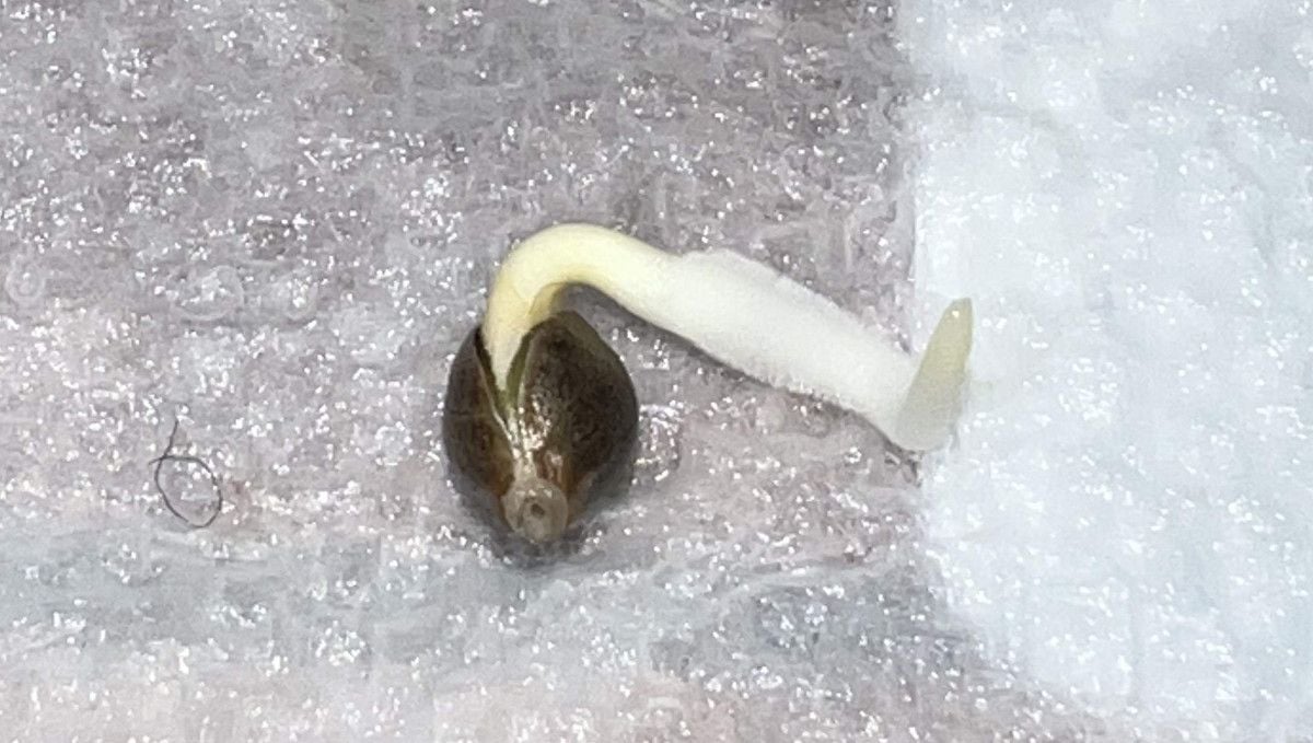 Tropicana Cookies Auto cannabis strain: germination and seedling stage | week 1 | seed with a taproot