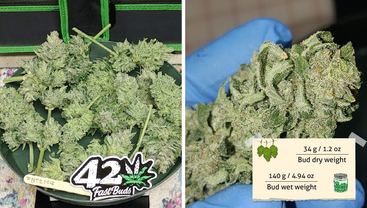 Forbidden Runtz Auto Cannabis Strain Week-by-Week Guide: A bunch of dried cannabis branches with buds and a closeup of a very resinous bud