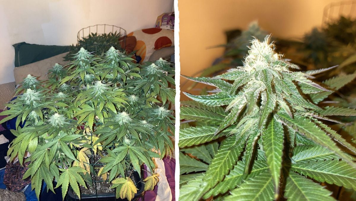 Dos-si-dos cannabis strain week-by-week guide: flowering stage week 5 and 6