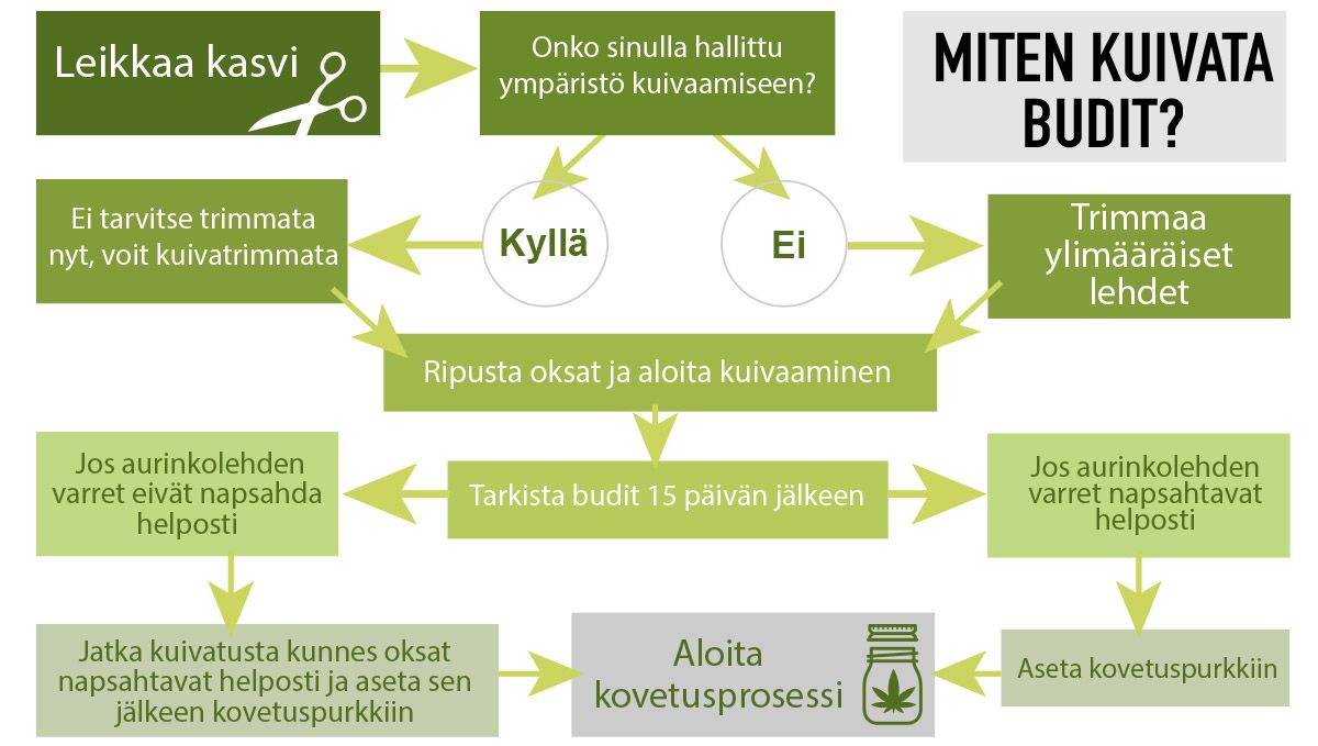 Miten kuivattaa kannabista: mitä ottaa huomioon