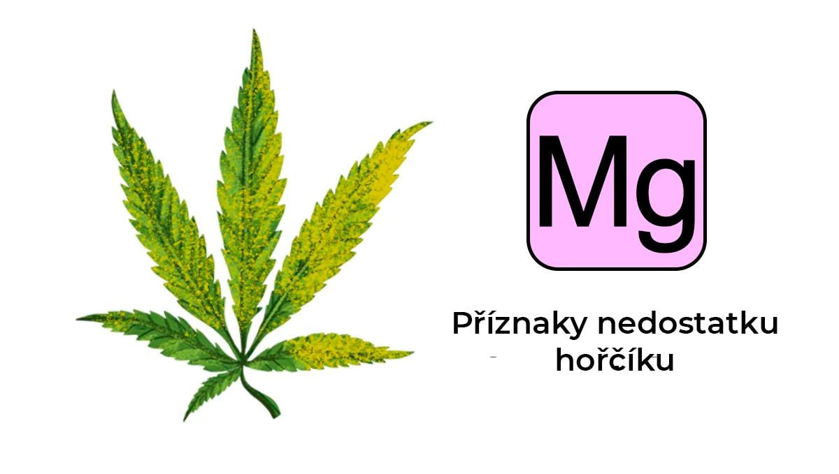 Nedostatek konopných živin: hořčík