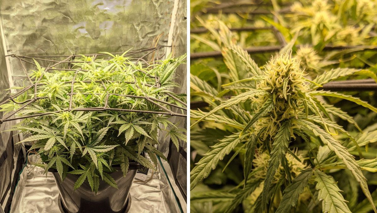 Critical Kush Auto cannabis strain: early flower | weeks 6-7 | an indoor autoflower grown in ScrOG as it gets bigger and forms substantial flowers