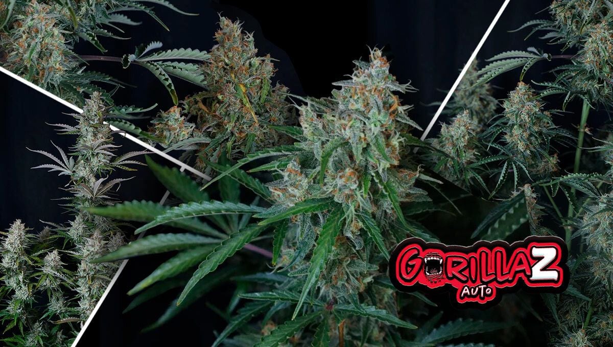 gorilla z auto