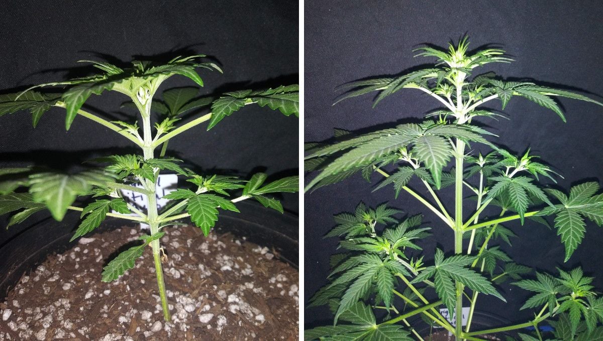 Critical Auto Cannabis Strain Week-by-Week Guide: An untrained weed plant at 3 and 4 weeks from seed