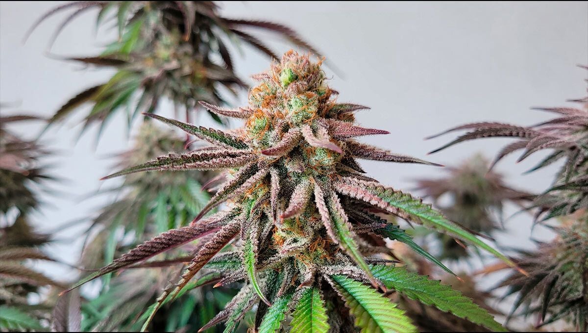Guava Sundae Auto