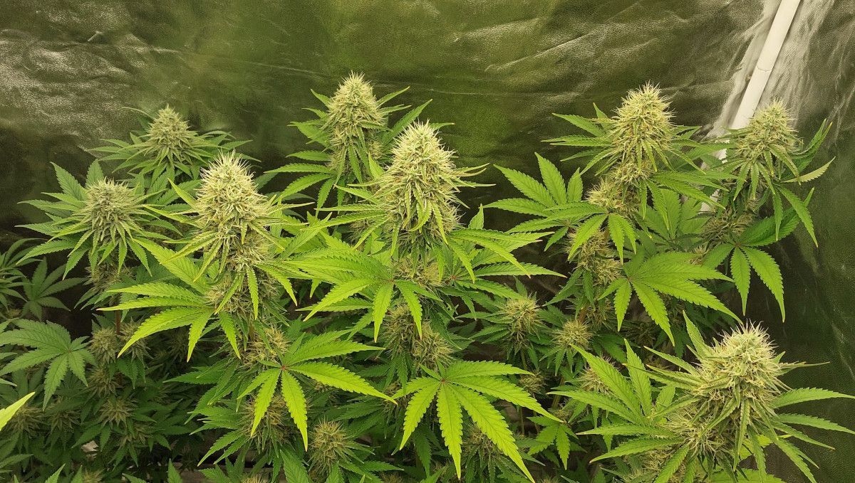 Orange Sherbet FF cannabis strain: mid flower (bulk phase) | weeks 10-11 | a maturing plant with big but not overly dense and white-haired colas and yellowish leaves