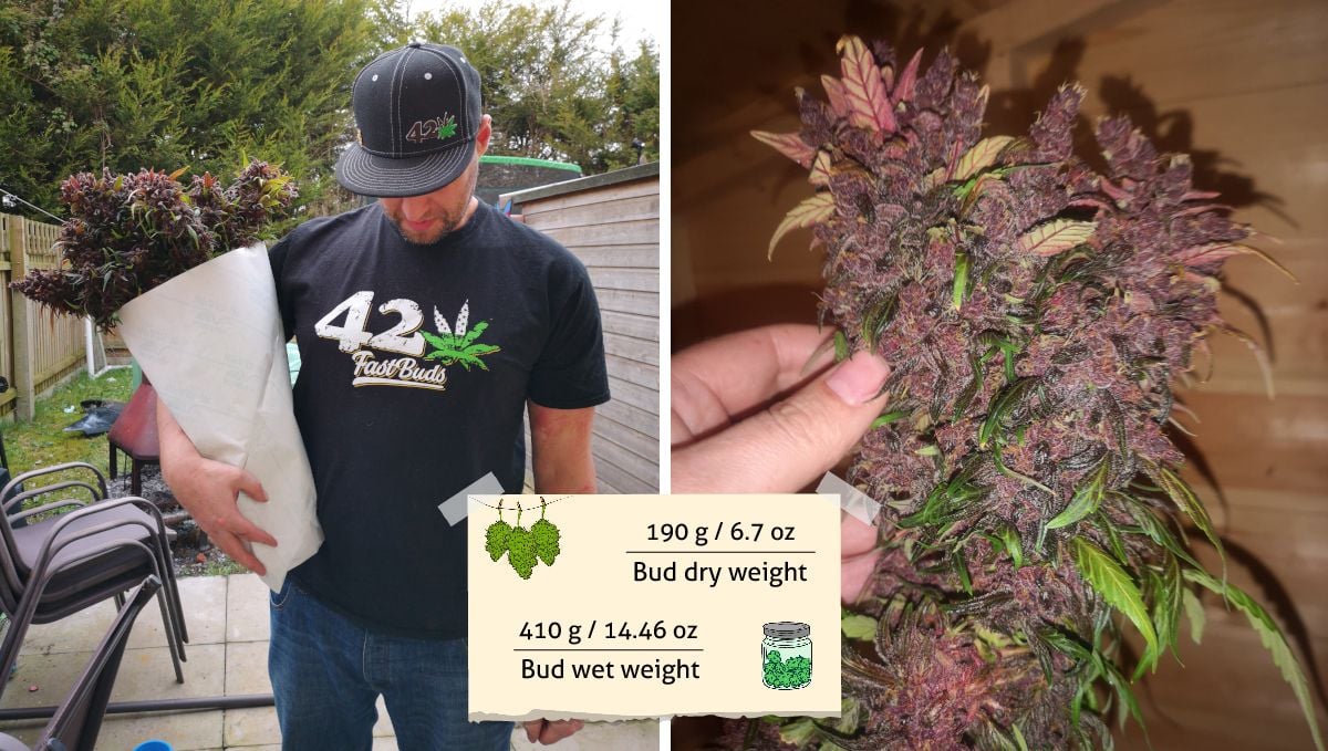 Blackberry Auto cannabis strain: yield | a grower holding a bunch of marijuana flowers and a closer look at one cola Blackberry Auto cannabis strain: yield | a grower holding a bunch of marijuana flowers and a closer look at one cola