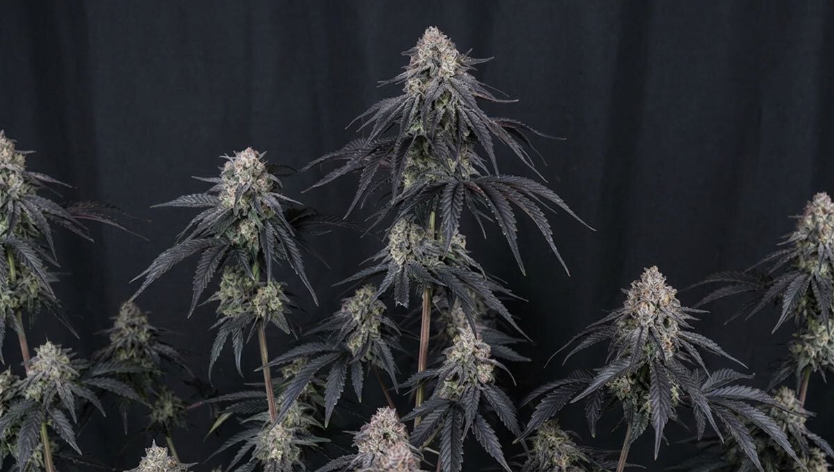 Mango frost