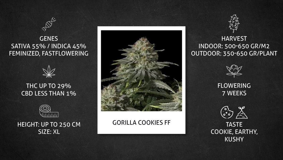 Gorilla Cookies FF cannabis strain: specs sheet