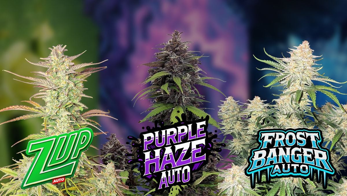 Spannabis 2025 entdecken