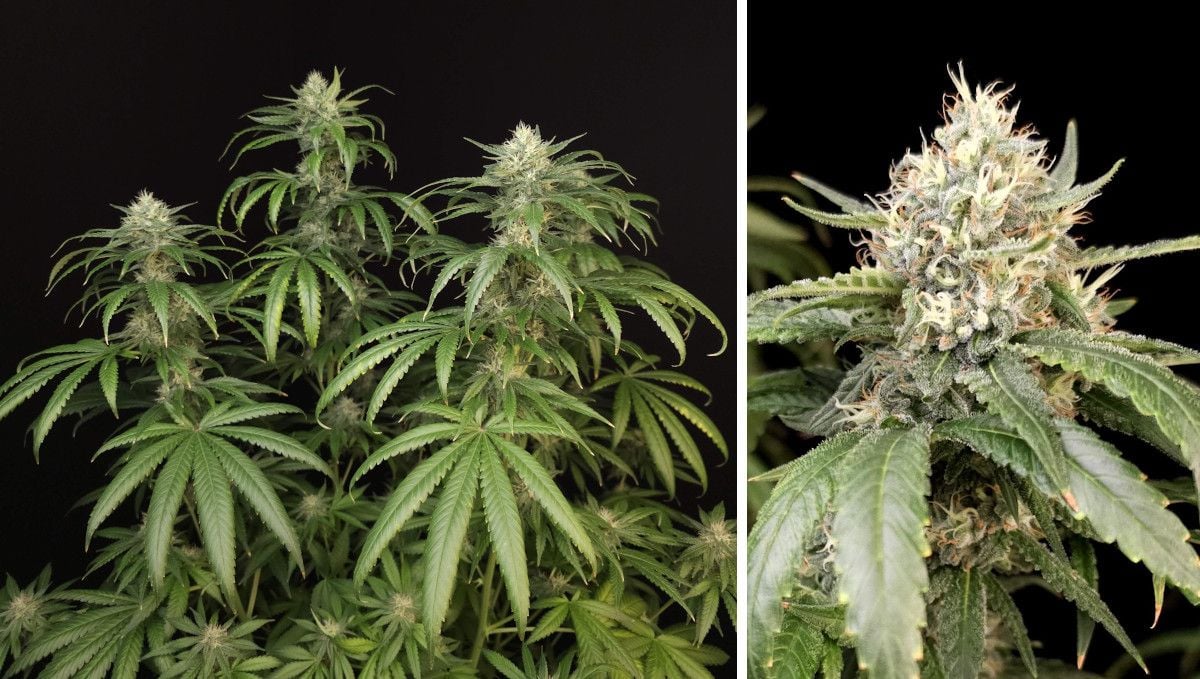 Tropicana Cookies FF cannabis strain: mid flower (bulk phase) | weeks 10-11 | a maturing plant with dark-green, slightly clawing fan leaves and sizeable buds and a closeup of one such bud