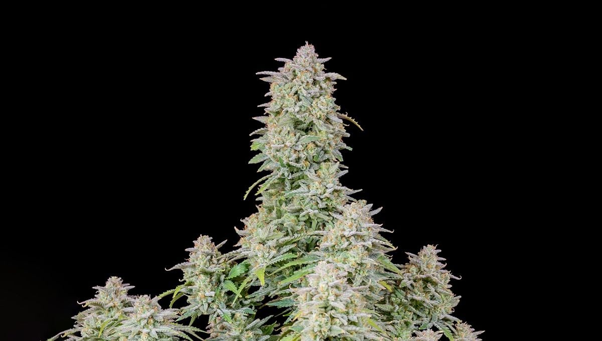 Top 5 best indica autoflower strains: Forbidden Runtz Auto Top 5 best indica autoflower strains: Forbidden Runtz Auto