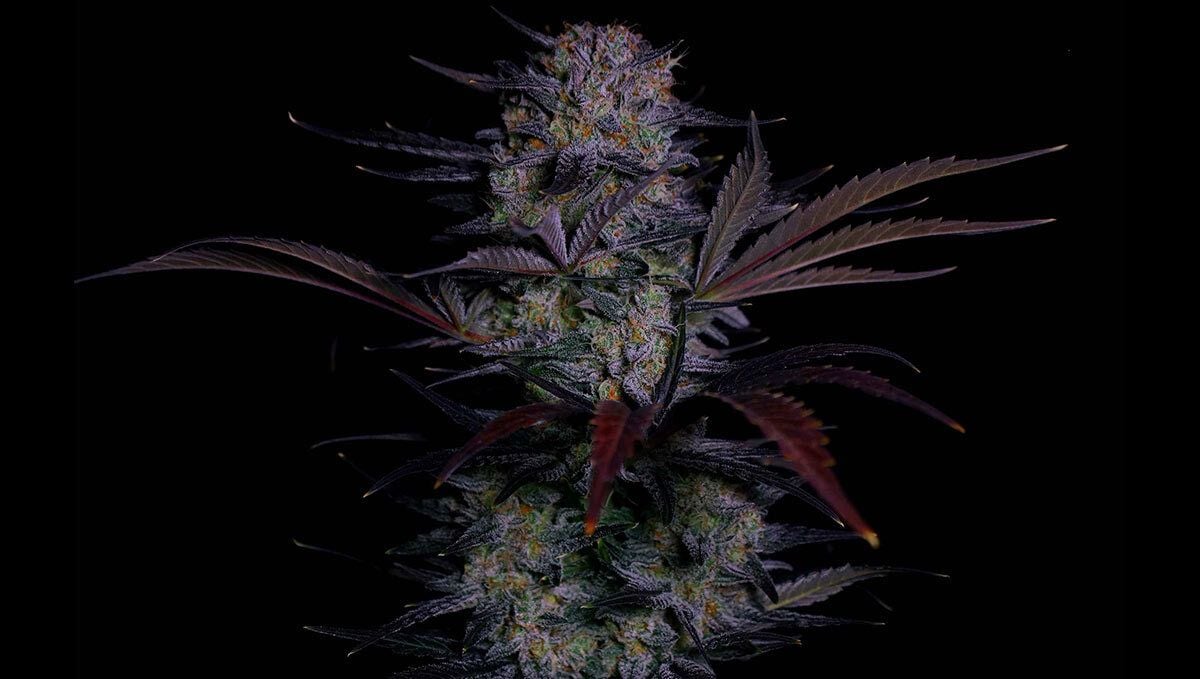 Mendo Frost Auto