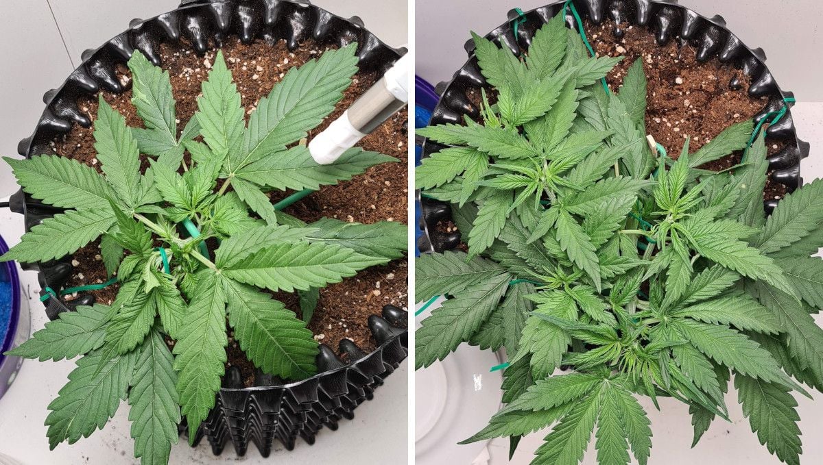 Super Lemon Haze Auto cannabis strain: mid veg | weeks 3-4 | a vigorous, healthy young weed plant being trained