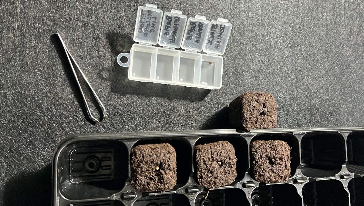 Purple Lemonade FF cannabis strain: germination and seedling stage | week 1 | seeds transferred from water into soil plugs