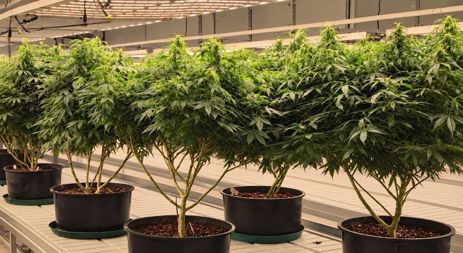 What are Popcorn Buds and How to Avoid Them: Pruning Cannabis What are Popcorn Buds and How to Avoid Them: Pruning Cannabis