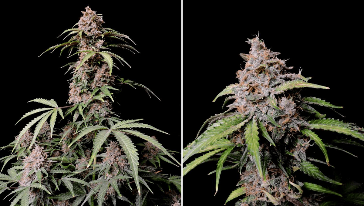 The top 5 best sativa autoflower strains: Amnesia Z Auto The top 5 best sativa autoflower strains: Amnesia Z Auto