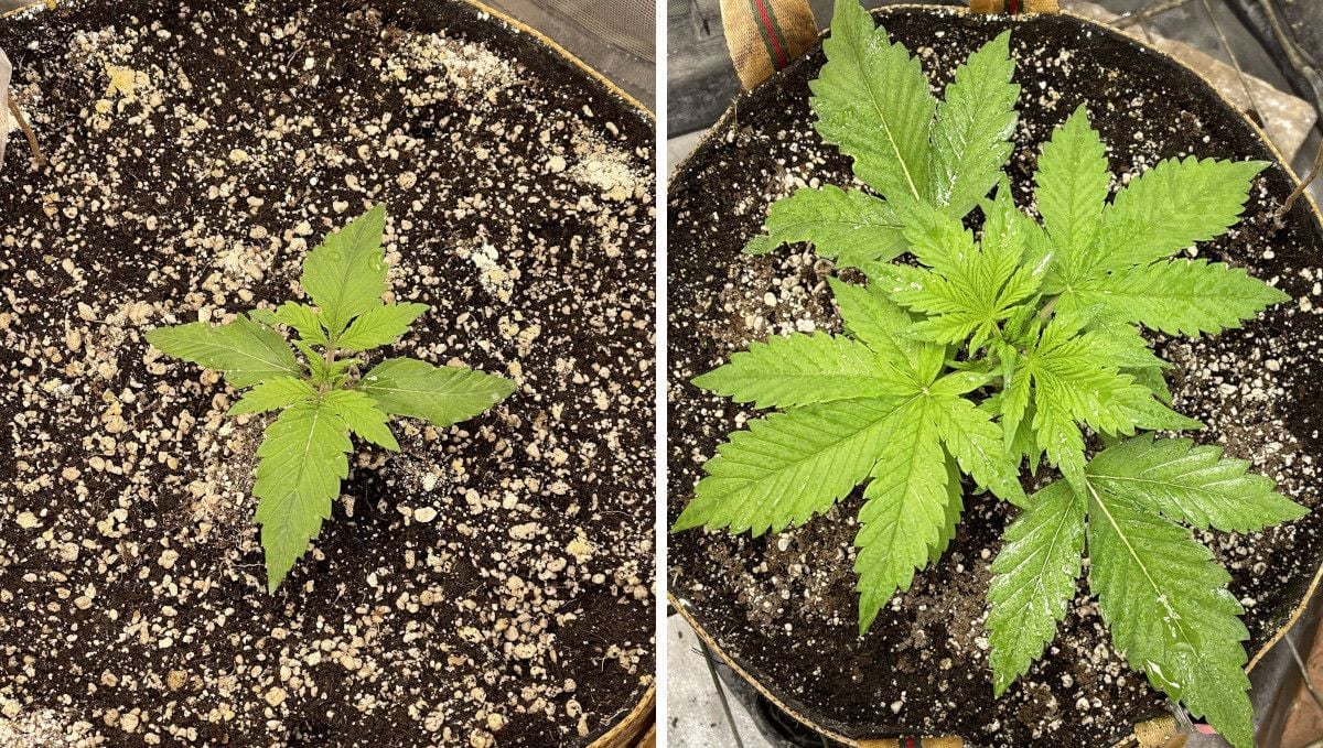 Banana Purple Punch Auto cannabis strain: early veg | week 2 | the autoflower's progress in week 2