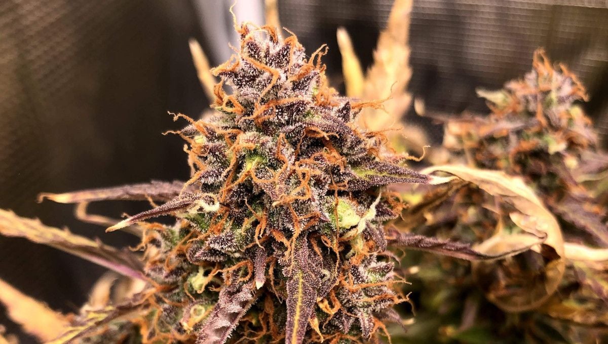 Critical Kush Auto cannabis strain: ripening and harvest | weeks 10 | a purple and frosty bud with orange pistils