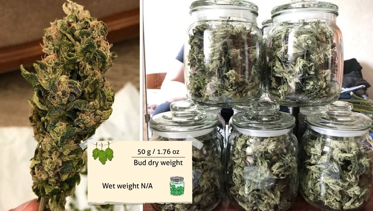 Vanilla Kush cannabis strain: yield and smoke report