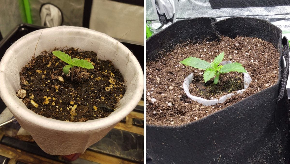 Green Crack Auto cannabis strain: germination and seedling stage | week 1 | transferred from a party cup into a grow bag